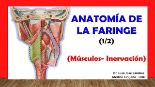 🥇 ANATOMÍA DE LA FARINGE 12 Músculos Inervación Fácil y Sencillo [upl. by Airlia870]