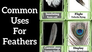 Four Common Uses for Feathers  Feather Function 1 [upl. by Asiil414]