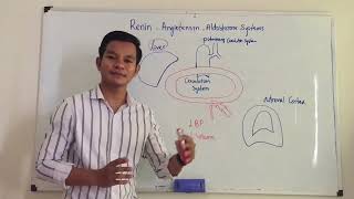 Renin Angiotensin aldosterone system RAAS Episode 1 Netflix Physiology [upl. by Peper]