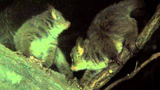 Garnetts Galago Babies  Cincinnati Zoo [upl. by Jaf221]