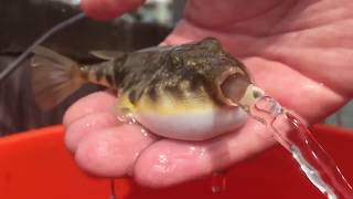 Blowfish Pufferfish releasing water cute [upl. by Riabuz]