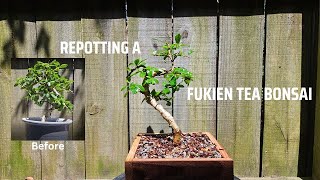 Repotting A Fukien Tea Bonsai Tree [upl. by Ogata]