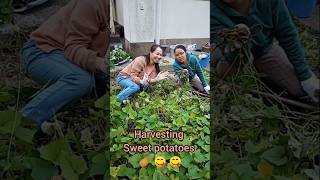 Harvesting Sweet potatoes 😊👍💝 [upl. by Lyrahc]