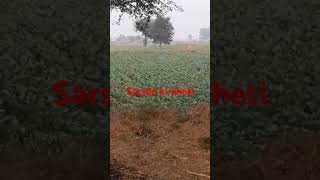 Sarson ki kheti farming agriculture [upl. by Keil]