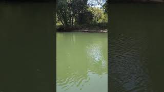 A day on the Meramec River youtubeshorts Meramecriver floating river [upl. by Arotahs371]