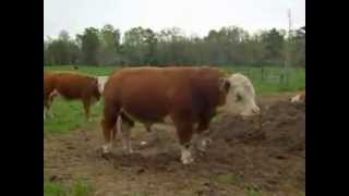 Mini Hereford Bull KNF SIR TRISTAN at wwwFalsterFarmcom [upl. by Amary]