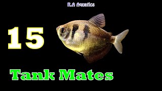 Top 15 Black Skirt Tetra Tankmates  Top 15 Tankmates of Black Skirt Tetra [upl. by Attesoj]