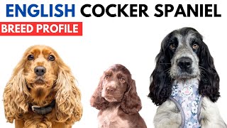 English Cocker Spaniel Breed Profile History  Price Traits  English Cocker Spaniel Grooming Needs [upl. by Ocana508]