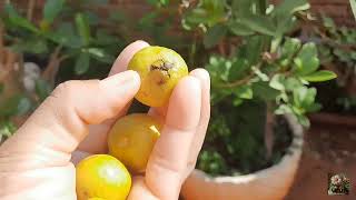 Psidium Robustum  Araça Goiabinha 💚 😋😋😃🍋 [upl. by Tandy756]