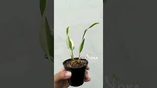 Rhaphidophora Lobbii Schott  OKANOKACOM  Selling Tropical Plants amp Houseplants [upl. by Rotkiv439]