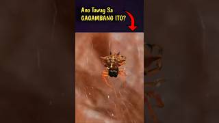 What Type of Spider or Gagamba spider gagamba animals [upl. by Ripp]