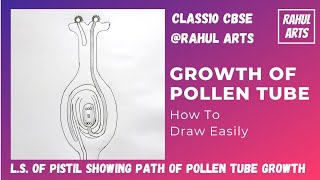 How to draw LS of pistil showing path of pollen tube growth  Growth of pollen tube  cbse [upl. by Helsie]