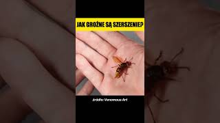 JAK GROŹNE SĄ SZERSZENIE [upl. by Schellens]