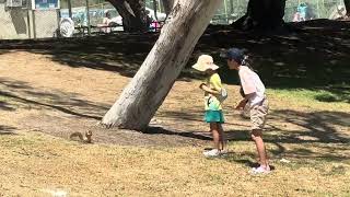 Dealing with wild squirrels at Polliwog Park Manhattan Beach [upl. by Aizahs]