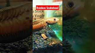 Channa Bleheri  Rainbow Snakehead [upl. by Ayn]