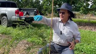 Growing Finger Limes in Homestead Florida DAY 40 [upl. by Anauqaj]