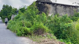 Beautiful transformation overgrown front yard Abandoned house cleanup Horrible [upl. by Lrac]