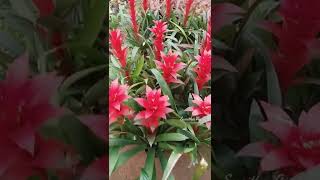 Guzmania Plant Care Tips The Bromeliad With The Vibrant Star Shaped Flower shortsvideos [upl. by Ayor]