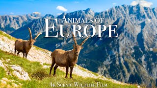 Animals of Europe 4K  Scenic Wildlife Film With Calming Music [upl. by Aciraa]