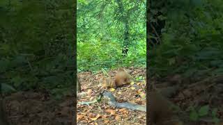 🐿😍 paßt auf das Euch nicht schwindelig wird waldesgrund am Sonntag 06102024 [upl. by Razid]