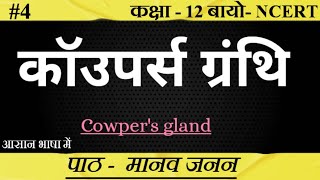 कॉउपर्स ग्रंथि ।। Cowpers Gland ।। Bulbourethral Gland।biology upboard class12 SudheerSirJi [upl. by Uon]