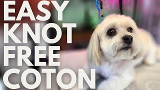 Coton De Tulear Short Haircut For Easy Maintenance [upl. by Krystyna]