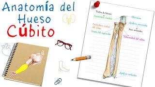 Anatomía del hueso Cúbito o Ulna  Fácil y didáctico [upl. by Care]