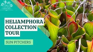 Heliamphora collection at California Carnivores [upl. by Leta]