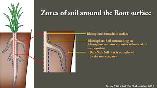 Plant Microbe interactions in the rhizosphere [upl. by Rasmussen]