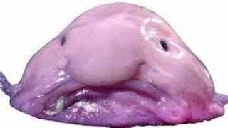 BLOBFISH [upl. by Accever]