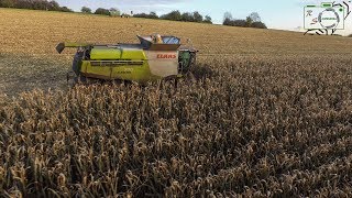 Körnermais Claas Lexion 770 mit Capello 8Reiher [upl. by Aikahs]