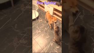 new fighting  wwe cat vs dog shots cute funny entertainment comedy [upl. by Caroline645]