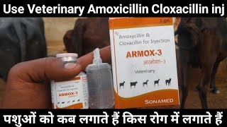 How to use veterinary Amoxicillin amp Cloxacillin for injection  use veterinary ARMOX3 Injection [upl. by Elmaleh]