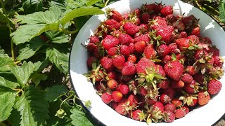 How to keep strawberries without freezing and sterilizing for the winter [upl. by Niessuh380]