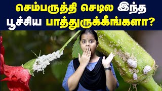 மக்களுக்கு ஏற்படும் பாதிப்பு  Symbiotic relationship between Aphid and Ant  Environment [upl. by Nytsua]