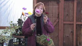 Gardening Tips amp Flowers  How to Grow Annual Dianthus [upl. by Ilenay372]