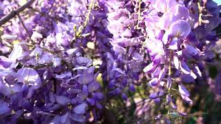 Blossoming Judas Tree Stock Video [upl. by Aneerb]