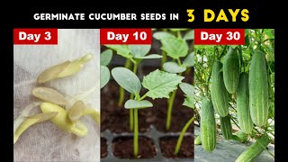 How To Germinate Cucumber SeedsI Grow cucumber from seeds  easiest way to planting cucumbers [upl. by Austine]