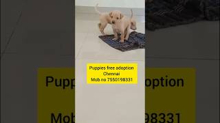 Puppies free adoption Chennai avadi petlovers streetdoglovers puppiesfreeadoption trending shop [upl. by Stafani]