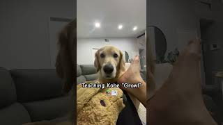 Golden Retriever Training Growl goldenretriever dog doglover dogs [upl. by Jepson]