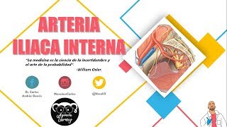 Anatomía  Arteria Iliaca Interna Origen Trayecto y Relaciones Ramas [upl. by Saylor869]