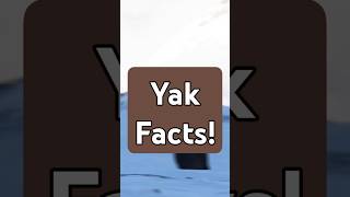 You need to know these YAK facts yaks facts [upl. by Pul389]