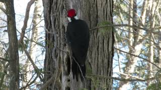 Pileated Woodpecker male drumming on hollow tree Ontario Canada [upl. by Marl184]