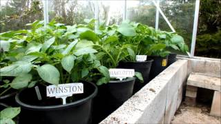 Organic potatoes after just 4 weeks growing in a ten inch pot massive growth spurt [upl. by Ikkir]