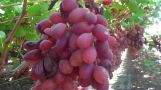 Beautiful Crimson seedless grapes on the Vine in the Vineyard [upl. by Viking71]