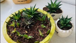 Repotting and Summer Care Tips for Haworthia limifolia 👩‍🌾 [upl. by Tiler]