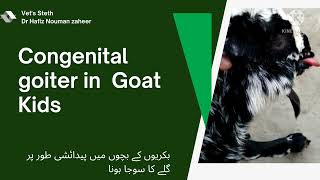 Goiter in kidsiodine deficiency in GoatsTreatment amp prevention By Dr Hafiz Nouman zaheer [upl. by Yendys639]