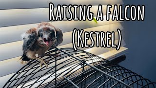 Raising a FALCON Kestrel indoors  MUST WATCH THE END 🤭 [upl. by Latty]