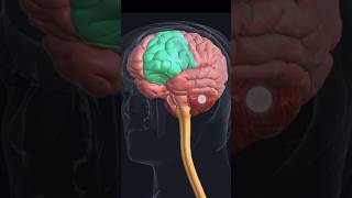 Brain anatomybrain 3d animationshorts [upl. by Zanas644]