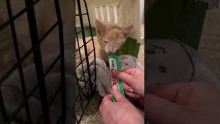 Kittens Resting After Spay  Neuter 🐱😖  Week 13  Short 403 cat kitten animal cute pets [upl. by Madalyn]